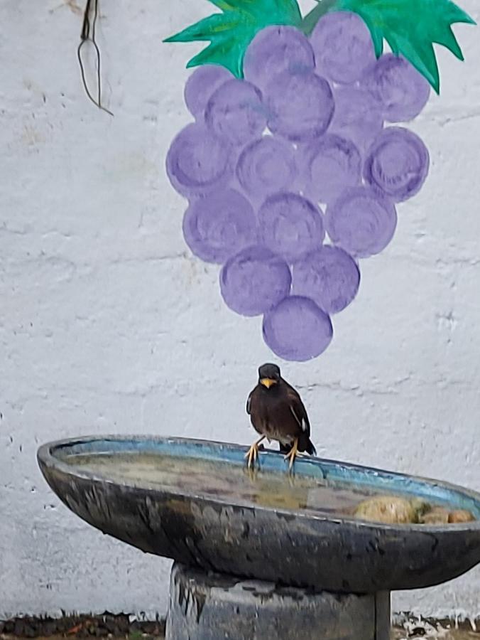 Wine Tree Garden Guesthouse ميريسا المظهر الخارجي الصورة