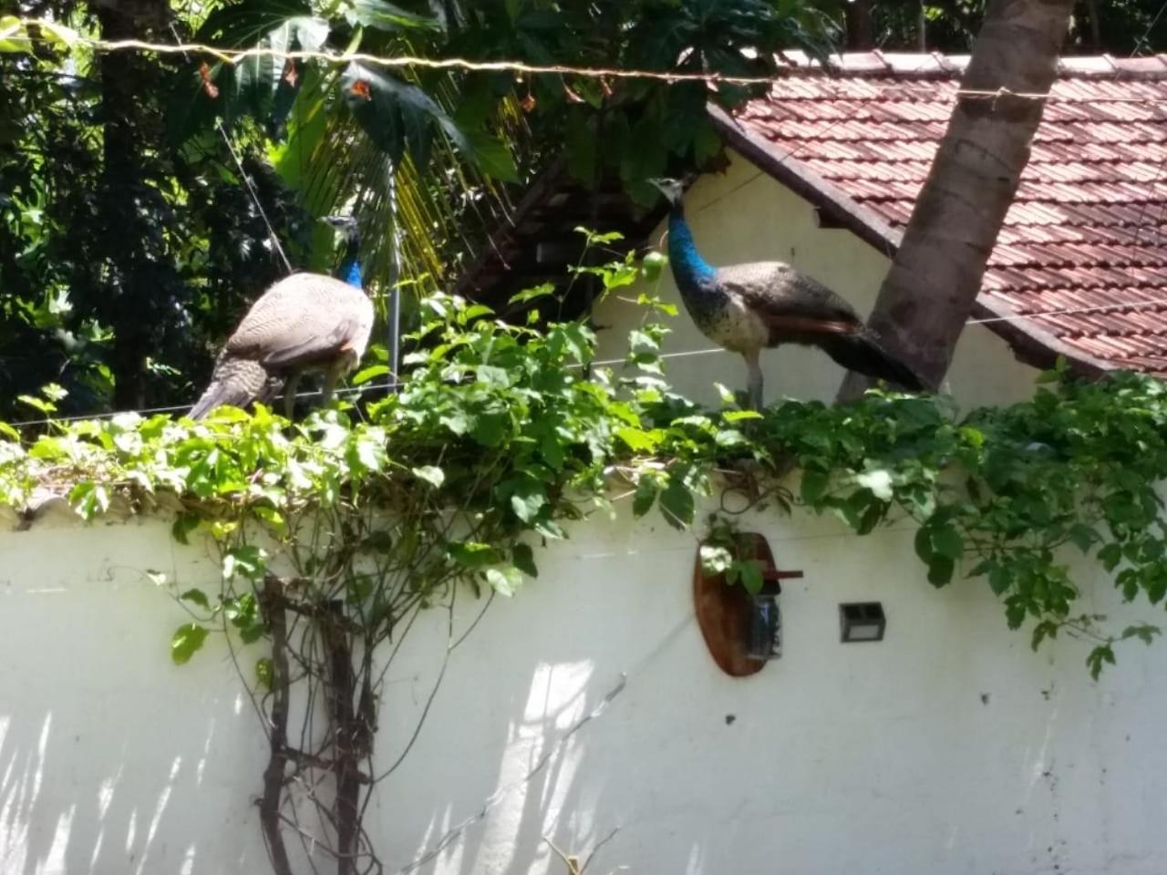 Wine Tree Garden Guesthouse ميريسا المظهر الخارجي الصورة